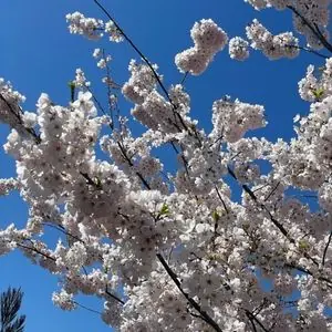 Prunus x yedoensis 'Akebono'