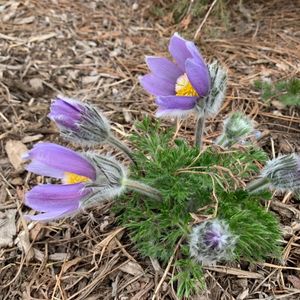 Pulsatilla vulgaris 'Alba'