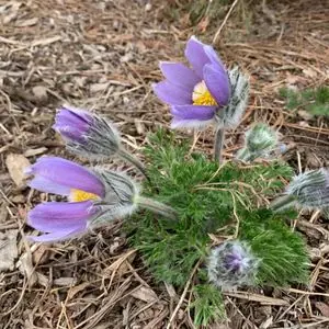 Pulsatilla vulgaris 'Alba'