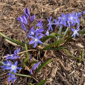 Scilla forbesii 'Blue Giant'