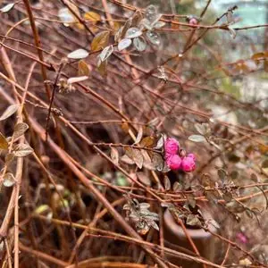 Symphoricarpos x chenaulti 'Hancock'