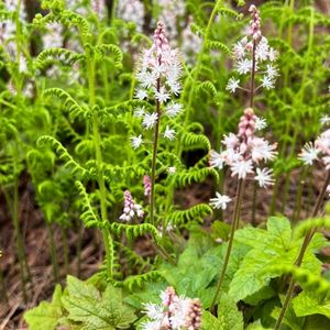 Tiarella cordifolia var. collina 'Oakleaf'