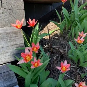 Tulipa kaufmanniana